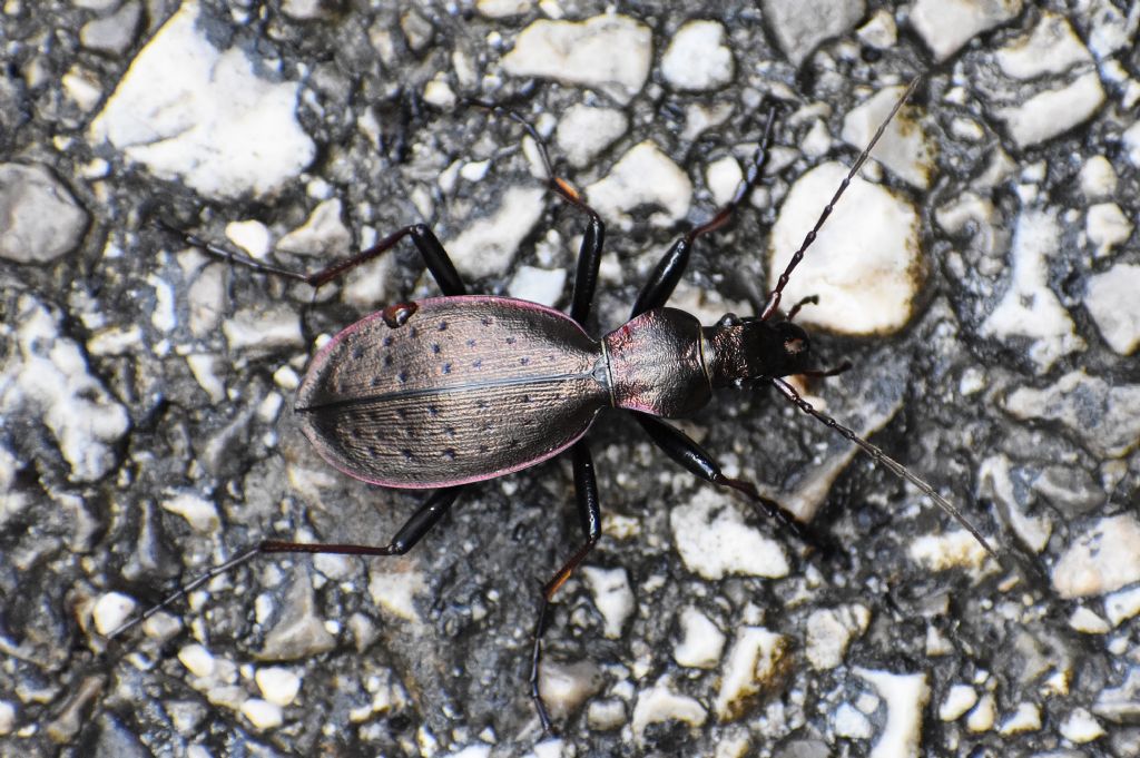 Carabidae:  Carabus creutzeri kircheri?  S !